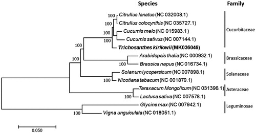 Figure 1. Phylogenetic tree showing relationship between Trichosanthes kirilowii Maxim. and other 12 species belonging to different families. Phylogenetic tree was constructed based on the complete chloroplast genomes using neighbour-joining (NJ) with 1000 bootstrap replicates. Numbers in each the node indicated the bootstrap support values.