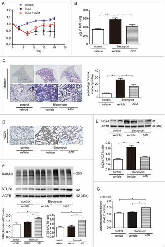 Figure 7. Effect of AZM on bleomycin-induced lung fibrosis development in mice. (A) Body weight (BW) changes after BLM treatment. BW at d 0 before treatment was designated as 1.0. (B) Shown in the panel is the average ( ± SEM) soluble collagen measurement from Sircol assay using control (n = 12), BLM-treated (n = 15), and BLM-treated with subsequent AZM injection mouse lungs (n = 15) at d 21. Open bar is control, filled bar is BLM-treated, and horizontal crosshatched bar is BLM-treated with subsequent AZM injection. *p < 0.05. (C) Photomicrographs of Masson trichrome staining of mouse lungs at d 21. Upper panels are low magnification view of original magnification × 40. Lower panels are high magnification view of original magnification × 100. The right panel shows the average ( ± SEM) percentage of positively stained area quantified using ImageJ. *p < 0.05. (D) Immunohistochemical staining of NOX4 in mouse lungs at day 21. Original magnification × 100. (E) WB using anti-NOX4 and anti-ACTB of lung homogenates. Lower panel is the average ( ± SEM) shown as relative expressions. Treatment groups were composed of control (n = 7), BLM-treated (n = 6), and BLM-treated with subsequent AZM injection mouse lungs (n = 6). *p < 0.05. (F) WB using anti-K48 ubiquitin, anti-STUB1, and anti-ACTB of lung homogenates. Lower panels are the average ( ± SEM) shown as relative expressions. Treatment groups were composed of control (n = 4), BLM-treated (n = 7), and BLM-treated with subsequent AZM injection mouse lungs (n = 8). *p < 0.05. (G) 20S proteasome activity of mouse lungs. Mouse lungs for measuring 20S proteasome activity were collected at d 21. The fluorescence level in the control-treated lung homogenate from one representative mouse was designated as 1.0. Shown panel is the average ( ± SEM) and treatment groups were composed of the same number of mice (n = 5). *p < 0.05.