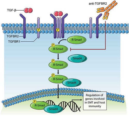 Figure 7. Model of TGFBR2 blockade effects on TGF-β signaling.Binding of TGF-β ligand to TGFBR2 subunits results in clustering in a complex with TGFBR1/ALK5 that is competent for downstream signaling. The subsequent phosphorylation of receptor-activated SMAD (R-Smad) proteins (Smad2, Smad3) triggers interaction with Smad4 and nuclear entry. In tumor cells, this Smad complex promotes expression of genes driving EMT. In immune cells, this Smad complex promotes immune suppressive gene expression. The development of synthetic antibodies targeting TGFBR2 reported in this study, and their deployment in cancer models results in loss of TGF-β binding and downstream signaling. Thus, TGFBR2 blockade can evoke improved responses to chemotherapy in ovarian cancer models, and possibly other forms of therapy that rely on immune activation within the tumor microenvironment.