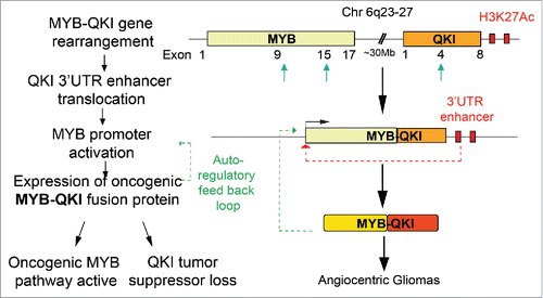 Figure 1. MYB-QKI gene fusions drive tri-partite oncogenic mechanisms in Angiocentric Gliomas. Schematic showing the MYB-QKI gene rearrangement event that results in enhancer translocation and expression of MYB-QKI fusion oncoprotein. MYB-QKI also drives it own expression while mediating MYB gain-of-function and QKI partial loss-of-function.