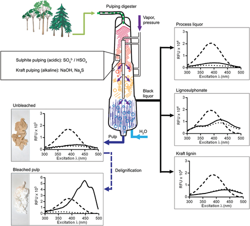 Figure 14. Cartoon illustrating the continuous cooking process, presenting key stages for quality analysis of cellulose and by-products. Graphs show the excitation spectra of process liquor, lignosulphonate, Kraft lignin, unbleached pulp, and bleached pulp with added optotracer (solid lines), compared to spectra of the optotracer alone (dashed lines), as well as the basal fluorescence of each sample (dotted lines). Photographs show the characteristic colors of unbleached (brownish) and bleached (white) pulp. Reprinted from Choong et al. 2016 [Citation89], (open access CC by 4.0).