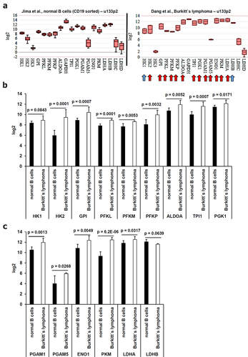 Figure 8. Comparative analysis of the gene expression pattern for glycolysis-relevant enzymes focusing on to the Warburg effect from microarray data. Microarray data were analyzed as described in Material and Methods. The mean expression values were calculated (A) in healthy B cells and in EBV-positive BL cells. Statistically significant deregulated genes were marked by a red arrow and almost statistically significant dysregulated genes were marked by a blue arrow. These results were summarized in (B-C) including the calculated p values.