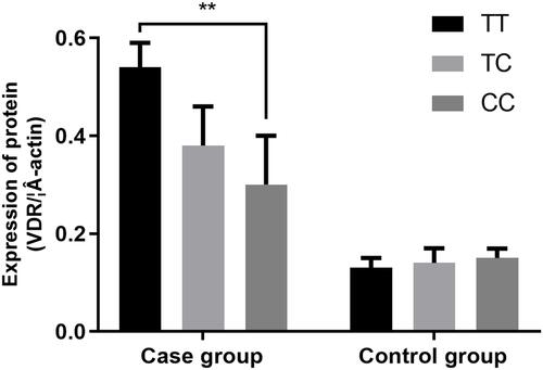 Figure 1 The mRNA expression level was associated with rs2228570 variants.