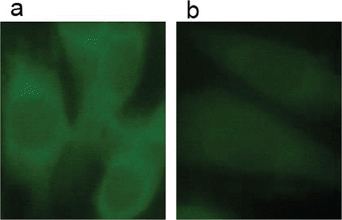 Figure 1.  Immunofluorescence staining of pERK1/2 in B16-F10 cells after 24 h incubation. Cells were treated in the absence or presence of 6b. Green staining indicates the immunofluorescence of human pERK1/2 (FITC-labelled) in B16-F10 cells (a) untreated (b) or treated with 0.25 μM compound 6b.