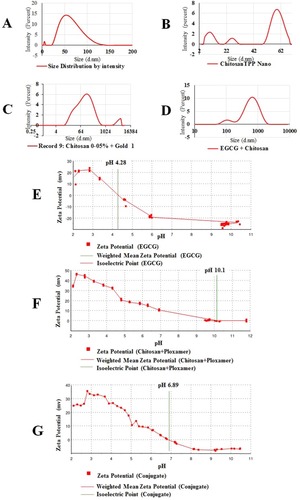 Figure 2 DLS data (A) gold NPs (zeta size 47.03±45.55 (d, nm) and PdI 0.328, zeta potential 39.5±5.74 (mV)); (B) chitosan TPP NPs (zeta size 156±45.55 (d, nm) and PdI 0.381, zeta potential −12.9±8.07 (mV)); (C) gold/chitosan NPs DLS data (zeta size 160.3±36.17 (d, nm) and PdI 0.581, zeta potential 63.9±4.01 (mV); (D) EGCG/chitosan NPs (zeta size 414.8±333.8 (d, nm) and PdI 0.363, zeta potential 67.6±4mV); (E) weighted mean zeta potential (EGCG), isoelectric point at pH 4.28 (EGCG), after centrifugation and auto-titration (F) weighted mean zeta potential (chitosan/poloxamer), isoelectric point at pH10.1 after centrifugation and auto-titration; (G) weighted mean zeta potential (chitosan/EGCG). Isoelectric point at pH 6.89 (chitosan/EGCG conjugation), after centrifugation and auto-titration.