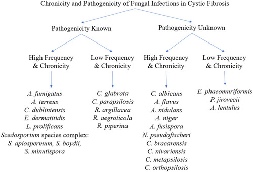 Figure 1 Chronicity and pathogenicity of fungal organisms in cystic fibrosis. Data from Tracy and Moss.Citation4