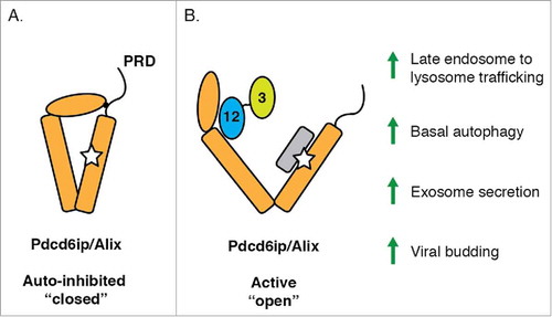 Figure 1. Putative mechanism of Alix activation by Atg12-Atg3. (A) Intramolecular interaction of the proline-rich domain (PRD) maintains Pdcd6ip (programmed cell death 6 interacting protein, commonly known as Alix) in an inhibitory, closed conformation. (B) Atg12–Atg3 binding to Alix displaces the PRD, leading to an open Alix conformation. Alix activation promotes multiple related pathways, including late endosome-to-lysosome trafficking, basal autophagy, exosome secretion, and viral budding.