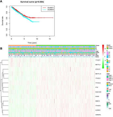 Figure 3 Overall survival and clinicopathological characteristics of RCC patients in the two clusters. (A) Kaplan–Meier curves of overall survival of RCC patients in clusters 1 (red) and 2 (blue). (B) Heatmap showing the associations between clinicopathological characteristics and the expression of each of the 13 m6A RNA methylation regulators in clusters 1 and 2. Red: upregulated; green: downregulated. **P<0.01.
