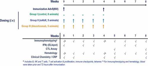 Figure 1. Study design. MHC I-genotyped Mauritian cynomolgus macaques (MCMs) were immunized with 3 replication incompetent adenovirus serotype 5 (Ad5) encoding Gag, Nef or Pol SIV (Simian immunodeficiency virus) proteins. One group received the anti-PD-L1 atezolizumab and the second group received an immune checkpoint-targeting bi-specific antibody mAbX in early development. Blood samples, from all animals, were taken on a weekly basis to characterize the T cell phenotype (Immunophenotyping) and function (IFNγ ELIspot and cytolytic T cell assay)