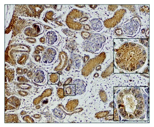 Figure 4. Embryonic kidney in 7th week of IUD. The proximal tubuli shows stronger staining than other type of tubuli. The metanephrogenic blastema shows weak positivity whereas uninduced mesenchyme is negative.