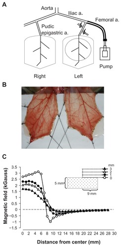 Figure 1 Rat cremaster muscle preparation for magnetic nanoparticle retention and hemodynamic assessment. Magnetic nanoparticles were injected into the perfusion line that was cannulated into the left femoral artery in a retrograde manner, reaching the pudic epigastric artery, the branch supplying blood to the left cremaster muscle. A neodymium magnet with a radius of 9 mm was placed underneath the dissected muscle layer on the left, as depicted with a dotted circle, for magnetic nanoparticle capture (A). The image of the muscle pieces of a representative rat was taken using a digital camera (B). The magnetic field of the magnet was measured with a Gauss meter and plotted as a function of distance from the center of the magnet (C).Note: The tip of the probe of the Gauss meter was placed 0, 1, 2, and 3 mm from the surface along the axial direction of the cylindrical magnet, as indicated.