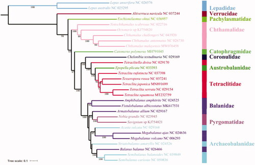 Figure 1. The phylogenetic tree based on 13 PCGs nucleotide acid sequences of C. malayensis and other 29 Cirripedia species.