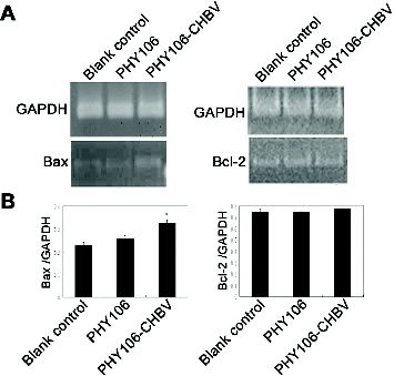 Figure 5. RT-PCR analysis of the expression levels of Bax and Bcl-2 mRNA 48 h after PHY106-CHBV transfection. (A) The PCR products of Bax and Bcl-2 were analysed on 1.5% agarose gel; GAPDH was used as an internal control; the grey value of each lane represents the mRNA expression level of Bax and Bcl-2. (B) Quantitative comparison of the grey value among the blank control group, the PHY106 group and the PHY106-CHBV group. *P < 0.05.