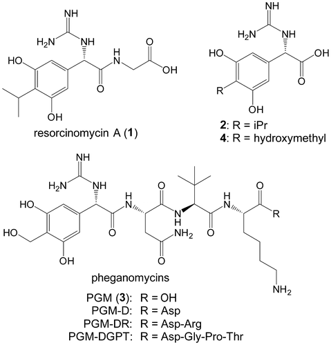 Fig. 1. Structures of resorcinomycin (1), pheganomycins (3), and their corresponding N-terminal nonproteinogenic amino acids (2 and 4).