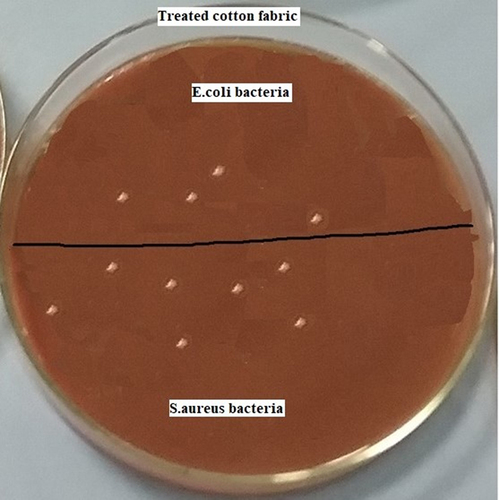 Figure 5. Gram-negative and Gram-positive bacteria growth conditions on the treated cotton fabric.