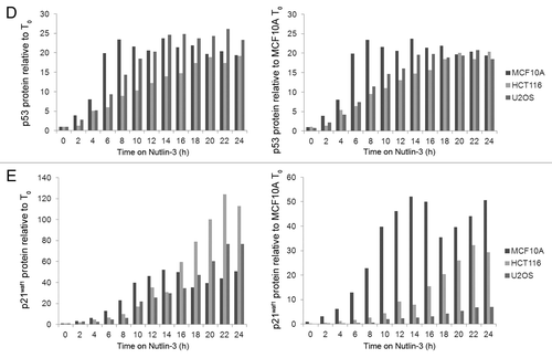 Figure 2D and E. Protein kinetics during and following treatment with Nutlin-3. (D) p53 and E. p21waf1 protein levels were quantified by densitometry of multiple exposures of western blots. The left panels show protein induction compared with the untreated control of each cell line. The right panels show protein induction compared with untreated MCF10A cells.