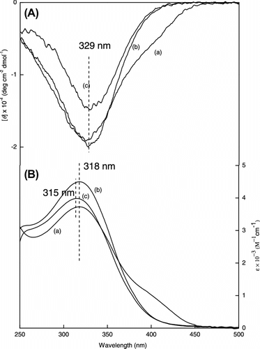 Figure 6 (A) CD and (B) UV–vis spectra of poly(LA68-co-PC32) measure in (a) CHCl3, (b) CHCl3/MeOH = 1:1, and (c) CHCl3/MeOH = 1:11 at room temperature, c = 3 × 10−4 mol/L.
