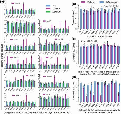 Figure 2. Impacts of each pr1 deletion on transcriptional expression of 10 other pr1 genes and total levels of intra- and extracellular Pr1 activities in B. bassiana. (a) Relative transcript levels of all pr1 genes in the cDNA samples of given pr1 mutants with respect to the WT standard. All cDNA samples were derived from the submerged cultures of a 107 conidia/ml suspension in CDB-BSA incubated for 30 h at 25°C. Note that each deleted pr1 gene was transcriptionally undetectable in the corresponding Δpr1 mutant. (b–d) Biomass levels, intracellular Pr1 activities, and extracellular Pr1 activities (EPA) quantified from the 30-h-old CDB-BSA cultures of all Δpr1 mutants and control strains (WT and complemented strains), the protein extracts of their cultures and the supernatants of their cultures, respectively. Note no significant variability among measurements of all tested strains in (b) and (c). The asterisked Δpr1 means in (d) differ significantly from those of the corresponding control strains unmarked (Tukey’s HSD, P < 0.05). Error bars: SD from three replicates