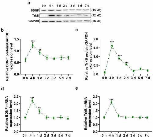 Figure 2. Time course of vestibular compensation after unilateral labyrinthectomy. (a and b) The expression of BDNF protein in the Model group during 0–7 d following surgery was determined by western blot. (a and c) The expression of TrkB protein in the Model group during 0–7 d following surgery was determined by western blot. (d) The expression of BDNF mRNA in the Model group during 0–7 d following surgery was determined by qRT-PCR. (e) The expression of TrkB mRNA in the Model group during 0–7 d following surgery was determined by qRT-PCR. GAPDH was used as an internal control. ** p < 0.01 or *** p < 0.001 vs 0 h. The data were shown as mean ± standard deviation (S.D.)