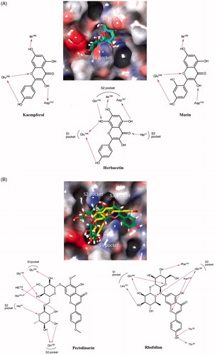 Figure 4. Predicted complexes of flavonoids in the catalytic site of SARS-CoV 3CLpro. Docking poses of (A) herbacetin, kaempferol and morin and (B) rhoifolin and pectolinarin were depicted on the electrostatic surface potential of SARS-CoV 3CLpro (red, negative; blue, positive; white, uncharged). Flavonoids were predicted to occupy the active site of SARS-CoV 3CLpro. The 2D schematic representations of the interactions of five flavonoids were also drawn. Figures were created with Maestro v11.5.011. S1 represents the polar S1 site of SARS-CoV 3CLpro, S2 for the hydrophobic S2 site, and the S3′ site with no strong tendency. The pink arrows represent hydrogen bond interaction.
