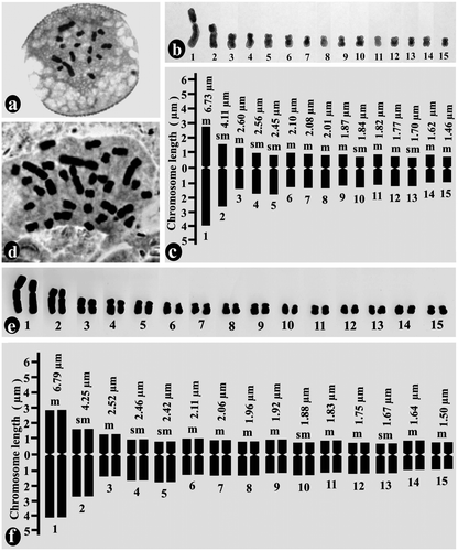 Figure 1. Mitotic chromosome study of gametophytic and sporophytic generation of Ledebouria revoluta: (a) metaphase plate of pollen grain (gametophyte) showing n = 15 chromosomes; (b) karyogram of pollen grain; (c) idiogram of haploid gametophytic plants; (d) metaphase plate of root-tip cell (sporophyte) showing 2n = 30 chromosomes; (e) karyogram of diploid root-tip cell; (f) idiogram of diploid sporophytic plants.