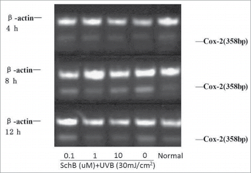 Figure 5. Effect of Schizandrin B on Cox-2 expression in HaCaT Cells after UVB-irradiation. Normal: Cells were treated with 0.1% DMSO.