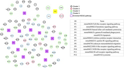 Figure 8. Kyoto Encyclopedia of Genes and Genomes (KEGG) pathway network of Brucella abortus infection. Black, red, green, and blue circles represent genes in cluster 1, cluster 2, cluster 3, and cluster 4, respectively. Purple squares represent significantly enriched KEGG pathways, and yellow squares are directly related KEGG pathways after B. abortus infection.
