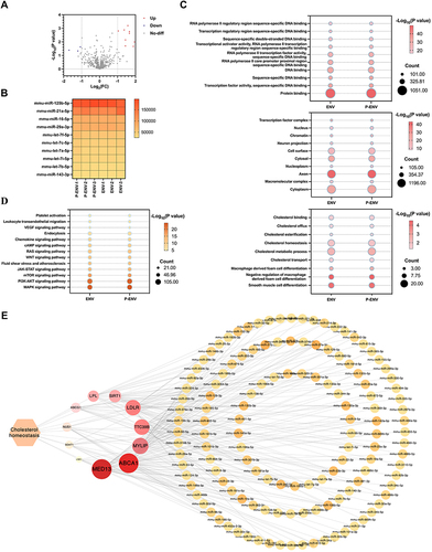 Figure 2 miRNA expression in P-ENVs. (A) Volcano plot of different miRNAs between ENV and P-ENV group. (B) Heatmap analysis of the top 10 expressed miRNAs between ENV and P-ENV group. (C) GO enrichment analysis for BP, CC, and MF on common genes identified in ENV and P-ENV group. (D) KEGG pathway analysis on genes related to cholesterol metabolism pathway in ENV and P-ENV group. (E) Cytoscape analysis on the interaction between miRNAs and target genes in cholesterol metabolism pathway. n = 3.