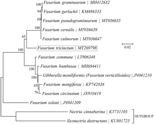 Figure 1. Phylogenetic relationships among 13 Fusarium mitogenomes. This tree was drawn with potato Fusarium tricinctum as an outgroup. The length of branch represents the divergence distance.