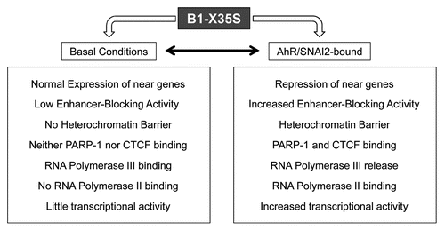 Figure 2 AhR and Snai2/Slug-mediated B1-X35S insulation. The figure summarizes the differences in B1-X35S-dependent insulation under basal and AhR + Snai2/Slug overexpression conditions.