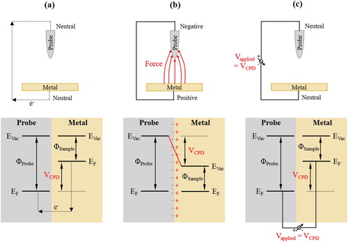 Figure 1. Principle of the Volta potential difference (=contact potential difference, VCPD) measured by SKPFM: (a) two dissimilar metals with different Work functions (Φ) are brought into contact, (b) both Fermi levels (EF) equilibrate and electrons drift from the metal with lower Work function (ΦSample) to the metal with higher Work function (ΦProbe), (c) a voltage of the same magnitude as VCPD is applied to lift up the Fermi and vacuum levels (EVac) to their original positions.