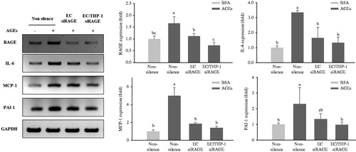 Figure 5. Expression of inflammatory cytokines in transfected HUVECs and THP-1 monocytic cells co-cultured with VSMCs. HUVECs and THP-1 cells were co-cultured with VSMCs for 24 h after transfection with non-silencing control siRNA or RAGE-specific siRNA for 24 h. The co-cultivated cells were then stimulated with 100 μg/mL of glycol-AGEs for 24 h, and then the VSMCs were collected from the lower sides of the co-cultures. The mRNA expression levels of RAGE, IL-6, monocyte chemoattractant protein (MCP)-1, and plasminogen activator inhibitor (PAI)-1 are shown as fold changes (mean ± S.D.) compared with those in BSA-treated non-silenced controls. The bar graphs show the quantification of cytokine expression, normalized to the corresponding value for GAPDH mRNA. EC siRAGE, knock-down RAGE in HUVECs; EC/THP-1 siRAGE, knock-down RAGE in both HUVECs and THP-1 cells. Bars with different letters (a, b, and c) differ significantly from each other (p < 0.05).