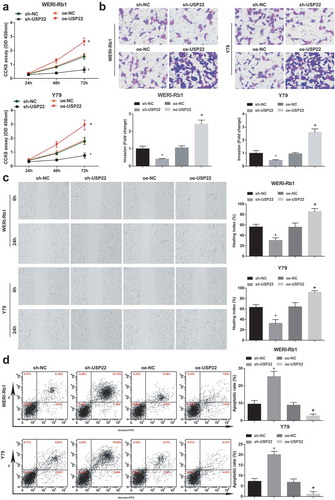 Figure 4. Down-regulating USP22 inhibits cell progression in RB. (a), Comparison of the proliferative capacity of WERI-Rb1 and Y79 cells by CCK-8 assay. (b), Comparison of the invasive ability of WRI-Rb1 and Y79 cells by Transwell assay. (c), Comparison of migration ability of WERI-Rb1 and Y79 cells by scratch test. (d), Analysis of apoptosis rate of WRI-Rb1 and Y79 cells by flow cytometry. * P < 0.05 vs. sh-NC group. + P < 0.05 vs. oe-NC group. N = 3. Measurement data were depicted as mean ± standard deviation, comparisons among multiple groups were assessed by one-way ANOVA followed with Tukey’s post hoc test