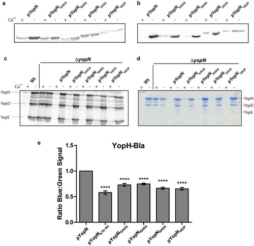 Figure 2. Characterization of the different yopN mutants. Yersinia strains expressing the different yopN mutants were grown at 37°C for 3 h in either BHI +Ca+2 (non-inducing condition) or BHI – Ca+2 (inducing conditions). Whole culture samples (expression) or filtered supernatants precipitated with trichloroacetic acid (TCA) (secretion) were subjected to SDS-PAGE. Expression (a) and secretion (b) of the different YopN variants carrying an HA tag visualized by Western blotting using anti-HA antibody. Total expression of Yops visualized by Western blotting using total-Yop-antisera (c); and secretion of Yops visualized by Coomassie blue staining (d). Analysis of YopH translocation (E). YopH-Bla fusions were introduced instrains expressing the different yopN mutants. Translocation into infected HeLa cells was determined after 30 min by measuring green and blue fluorescence. Translocation levels were calculated as the ratio of blue:green signal after subtracting background signals. The results shown are from 4 independent experiments done as triplicates and normalized to pYopN-HA. The average values ± standard errors of the means (SEM) from 4 independent experiments are shown. All test samples were compared to pYopN using one-way ANOVA followed by the Bonferroni posttest; ****, P < 0.0001.