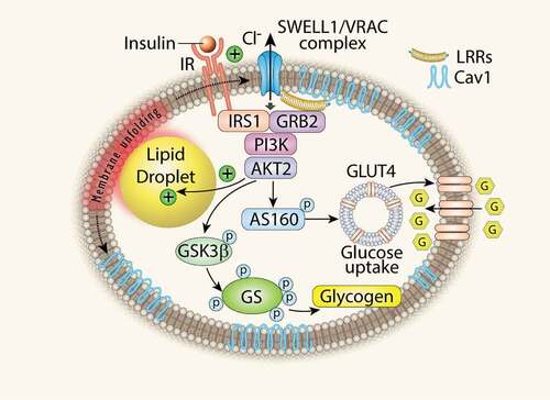 Figure 1. Adipocyte SWELL1 is a positive regulator of insulin signalling and glucose homeostasis. LRR: Leucine Rich Repeat; Cav1: Caveolin-1; GSK3β: Glycogen Synthase 3β; GS: Glycogen Synthase. (Zhang Y. et al., Nature Cell Biology 2017).