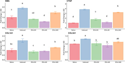 Figure 5. Analysis by RT-qPCR of the relative gene expression of fibrotic markers in an endometrial stromal in vitro fibrotic model. Endometrial stromal cells untreated (naïve) or primed with the fibrotic cocktail (induced), exposed to EV derived from at-MSC preconditioned with TGFβ-1 at time points 0h: green; 4h: purple and 24h hours: orange bars) as described in M&M. Y-axes: fold change of relative expression using the geometric mean of GAPDH and B2M as housekeeping. Different letters indicate statistically significant differences between groups (p < 0.05) and the error bar is the standard deviation. Three replicates per treatment.