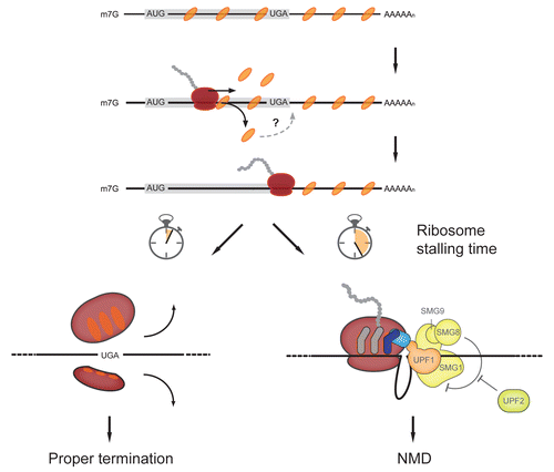 Figure 1. Modified working model for NMD based on the new evidence for UPF1 interaction with mRNA before translation. The coding sequence (CDS), starting with AUG and ending with a stop codon (UGA in this Figure), is depicted by a light gray box. UPF1 (orange ovals) associates along the entire mRNA during or after splicing, but before translation starts. The ribosome (red) then displaces UPF1 from the CDS. It is not known whether displaced UPF1 can rebind in the UTR regions (indicated by the question mark). According to the model, the kinetics of translation termination determines if NMD ensues. Proper termination is typified by a short residence time of the ribosme at the stop codon (bottom left), while the absence of termination promoting signals (e.g., PABPC1) stalls the ribosome at the stop codon, allowing remaining UPF1 to interact with the release factors (eRFs, light blue) and the SMG1 complex (yellow; bottom right). Interaction of UPF2 (light green) with the UPF1:SMG1:eRFs (SURF) complex induces a conformational change that leads to dissociation of SMG8 and SMG9 and to the activation of SMG1’s kinase activity. Phosphorylated UPF1 subsequently recruits directly (SMG6) and/or indirectly (SMG5/SMG7) RNA decay factors, leading to the degradation of the mRNA.