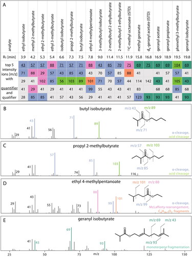 Figure 2. Overview on the retention times (RT), quantifier (colored and underlined) and qualifier (colored) ions for the 16 esters of interest as well as the two ISTDs including an illustration of the EI-MS fragmentation patterns. Summary of retention times and top five intensity ions for each analyte and ISTD (A); mass spectra, chemical structure, and formation of characteristic fragments of butyl isobutyrate (B), propyl 2-methylbutyrate (C), ethyl 4-methylpentanoate (D), and geranyl isobutyrate (E).