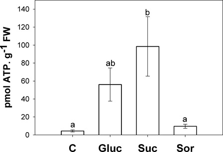 Figure 7. ATP content in the second pair of leaves incubated for 24 hours with either water (C) or 200 mM sugar solutions: glucose (Gluc), sucrose (Suc) and sorbitol (Sor). Results are means from 12 plants ± SE of four independent experiments. Different letters indicate significant differences from controls (P < 0.05, DGC).