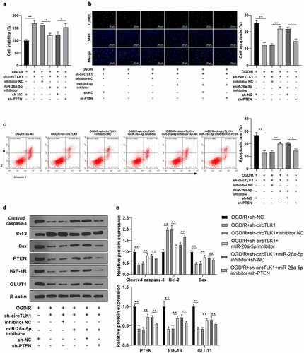 Figure 6. circTLK1 regulated OGD/R-induced neurological impairment via the miR-26a-5p/PTEN/IGF-1 R/GLUT1 axis. (a) N2a cell viability treated by OGD/R after transfection detected using CCK-8; (b) N2a cell apoptosis rate treated by OGD/R after transfection detected using TUNEL staining; (c) Apoptosis rate detected using flow cytometry; (d-e) Cleaved caspase-3, Bcl-2, Bax, PTEN, IGF-1 R, and GLUT1 protein levels detected by WB. Cell experiment was conducted 3 times. Data were expressed as mean ± SD. One-way ANOVA was used for data comparisons between multi-groups. Tukey’s test was employed for post hoc test. * P < 0.05, **P < 0.01.
