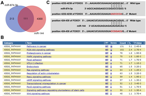 Figure 4. The potential targets of miR-874-3p and miR-144 are explored by using bioinformatics analysis. (A) Venn diagram illustrated that miR-874-3p and miR-144 had 111 common target proteins. (B) The target genes of miR-874-3p and miR-144 were analyzed by KEGG analysis. (C) Sequence alignment of miR-874-3p with the binding sites within the wild type or mutant regions of FOXO3. Sequence alignment of miR-144 with the binding sites within the wild type or mutant regions of FOXO1.
