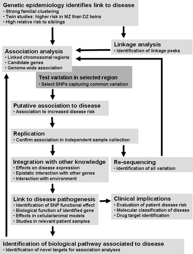 Figure 2. Schematic representation of the major steps towards the identification of genetic risk factors in disease. Once epidemiological studies have established a genetic link to disease, the search for genetic risk factors may progress through two major statistical approaches. Genome‐wide linkage analyses, which typically tests 300 simple sequence length polymorphism (SSLP) markers or 3000 single nucleotide polymorphisms (SNPs), can be used to identify chromosomal regions which putatively contain risk factors. Association analyses can be used to study these chromosomal regions or candidate genes identified through biological function. Recently, genome‐wide association analyses, which can test 100,000 to 500,000 SNPs, have also been used in the identification of risk loci. Association mapping narrows the search for risk factors to a particular genomic region, a specific gene or a single SNP. Once a putative association has been identified, and replicated in independent samples, the associated allele can then be tested for interaction with other identified genetic and non‐genetic risk factors. Re‐sequencing allows the identification of all variants in the region, in an attempt to identify the causal allele. The final, and often the most challenging, step in genetic studies is to link the genetic variant to a pathophysiological mechanism of underlying disease. The associated variant may be located within a specific gene and/or suggest a potential functional effect in disease etiology, but will also require functional studies in cellular and animal models, as well as evaluation in patient samples for final link to disease. The confirmation of novel disease risk factors should allow the identification of novel biological pathways to study in genetic association analysis, the generation of a molecular classification system for patients, and the discovery of potential drug targets for treatment.