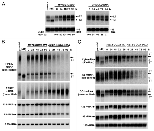 Figure 2. MRNA editing and polyadenylation states in genetic backgrounds lacking RNA editing. (A) Expression of dual RNAi cassettes targeting subunits of the RNA editing core complex (MP18 and MP24, left panels) or guide RNA biding complex (GRBC1 and GRBC2, right panels) was induced by addition of tetracycline and cells were collected for RNA purification at 24 h intervals. Total RNA was separated on 1.7% agarose /formaldehyde gel and subjected to hybridization with DNA probe for unedited COI mRNA. [dT], RNA was treated with RNase H in the presence of 18-mer [dT] to remove poly(A) tails. ST and LT, mRNA forms terminating with short (A) or long (A/U) tails, respectively. (B) Pre-edited and edited forms of RPS12 mRNA were analyzed in RET2-CODA WT and RET2-CODA D97A genetic backgrounds. RNAi targeting the endogenous RET2 mRNA and expression of RNAi-resistant variants of the same were induced with tetracycline for indicated periods of time. Total RNA was separated on 5% polyacrylamide/ 8M urea gels and transferred onto membrane. Cytosolic 5.8S rRNAs served as loading control (C). Same RNA samples as in (B) were separated on 1.7% agarose/formaldehyde and probed for moderately edited Cyb, pan-edited A6 and unedited COI mRNAs. In addition, mitochondrial rRNAs (9S and 12S) were visualized on the same membrane.