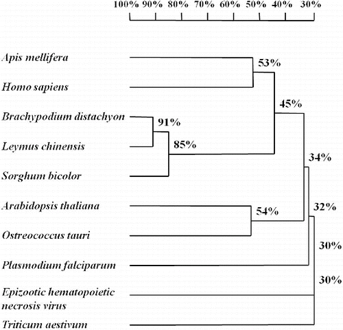 Figure 1. Phylogenetic tree constructed using eIF2A sequences of 9 organisms and Leymus chinensis (Trin.) by software DNAMAN 6.0 version.