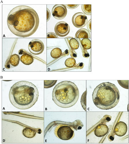 Figure 5. Embryo and larval development. (A) Normal developing wild origin grayling larvae before hatching (A, B, C) and after hatching (C, D). Wild origin eggs are intensively yellow/orange coloured. (B) Deformities noticed in farm origin grayling larvae before hatching (A, B, C) and after hatching (D, E, F). Spine malformations, such as coiled tail (A, B, C) or bended spine (D, E) and jaw malformations (E, F) are shown. Farm origin eggs are pale, light yellow coloured.