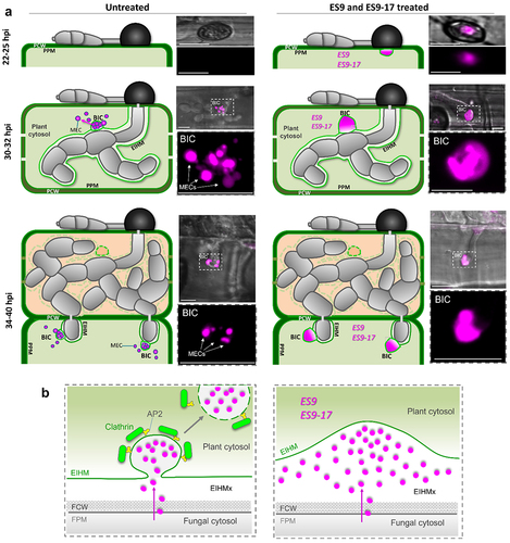 Figure 2. Endosidin-9 and endosidin-9–17 inhibit plant clathrin heavy chain function and block internalization of M. oryzae effectors in plant cells. A. model for cytoplasmic effector translocation via host CME based on blocking of BIC function through clathrin heavy chain inhibitors ES9 and ES9–17 associated with endocytosis. Upper panels represent a rice cell undergoing infection by M. oryzae at 22–25 hpi (upper cells), 30–32 hpi (middle cells), and 36–40 hpi (lower cells) under treatment or not with ES9 and ES9–17. Cytoplasmic effector-labeled MECs in BICs of strain KV170 expressing Bas1:mRFP (magenta) while invading a rice sheath epidermal cells under treatment of ES9–17, a more specific version of ES9. The lower panels (corresponding to the white box with dashed lines) show Bas1:mRFP fluorescence channels. Scale bars are 10 µm. Clathrin heavy chain inhibitors block effector translocation from early stages of appressorial penetration and in BICs from invaded cells. Visualization of MEC and CME inhibition is easier in early stages of infection (26–30 hpi) due to the large dimensions of BICS. Once the fungus crosses the neighboring cell, each invasive hyphae will care a smaller, but active BIC and MEC tend to be smaller than in the first invaded cell. B. the lower right panel represents clathrin mediated endocytosis of effectors at BICs. The lower left panel represents effector retention and effector translocation blockage at BICs under treatment of ES9 and ES9–17, thereby leading to the swollen or irregular BIC phenotype. A-B. BIC, biotrophic interfacial complex; MEC, membranous effector compartment; AP2, adaptor protein-2 complex; EIHMx, extra-invasive hyphal matrix; FPM, fungal plasma membrane; FCW, fungal cell wall. hpi, hours-post inoculation.