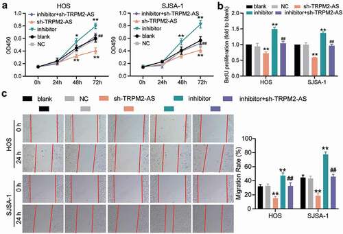 Figure 5. TRPM2-AS facilitates osteosarcoma cell proliferation and migration through the inhibition of miR-15b-5p. (a) CCK-8 assay was performed to detect OS cell viability at 0, 24, 48, and 72 h. (b) BrdU assay was used to detect cell proliferation. Statistical data were obtained by normalizing the original OD value in each group to its corresponding value in the blank group. (c) Wound healing assay was used to detect cell migration. The relative migration rate was measured using the following formula: (W0h−W24 h)/W0 h × 100%, where W represented wound width. (a-c) HOS and SJSA-1 cells were transfected with TRPM2-AS knockdown, miR-15b-5p inhibitor, TRPM2-AS knockdown plus miR-15b-5p inhibitor, or negative control. Blank: blank control; NC: shRNA negative control together with miRNA inhibitor negative control; sh-TRPM2-AS: TRPM2-AS shRNA; inhibitor: miR-15b-5p inhibitor. Data are represented as the mean ± SD. All cellular experiments were performed in triplicates. * P < 0.05, ** P < 0.001 compared with the blank control group. ## P < 0.001 compared with the sh-TRPM2-AS group.