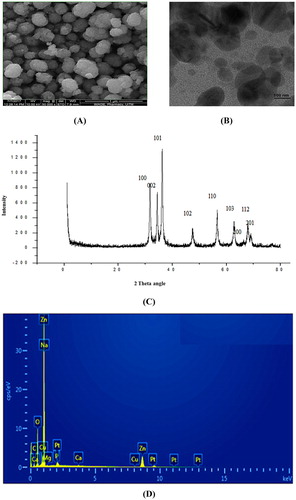 Figure 4. (A) SEM image of ZnO NPs at 400 nm resolution, (B) TEM image of ZnO NPs, (C) XRD pattern of ZnO NPs, (D) EDX spectra of ZnO NPs.