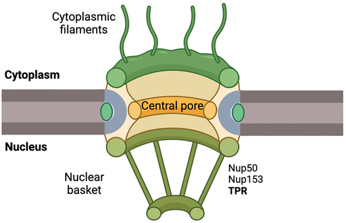 Figure 1. TPR localization at the NPC.