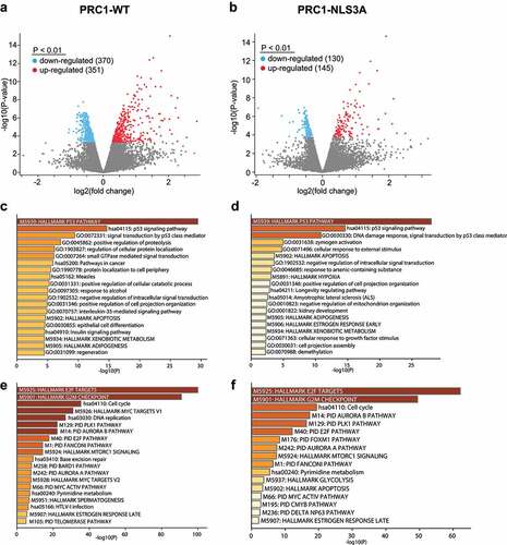 Figure 2. Expression of PRC1-WT and PRC1-NLS3A results in activation of the p53 pathway and downregulation of E2F-dependent cell cycle genes. a) b) Volcano plots of RNA-seq data. By adjusted p-value of <0.01, 370 genes were down-regulated and 351 genes upregulated by PRC1-WT (A) and 130 genes were down-regulated and 145 genes upregulated by PRC1-NLS3A (B). C) and D) Enriched pathways and gene ontologies (GO) in genes up- (c, d) or downregulated (e,f) after PRC1-WT (c,e) or PRC1-NLS3A (d,f) expression.